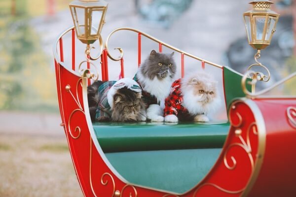 Winter Holiday Blowout: Grab Unbelievable Deals on Gifts, Travel, and Festive Fun Today!