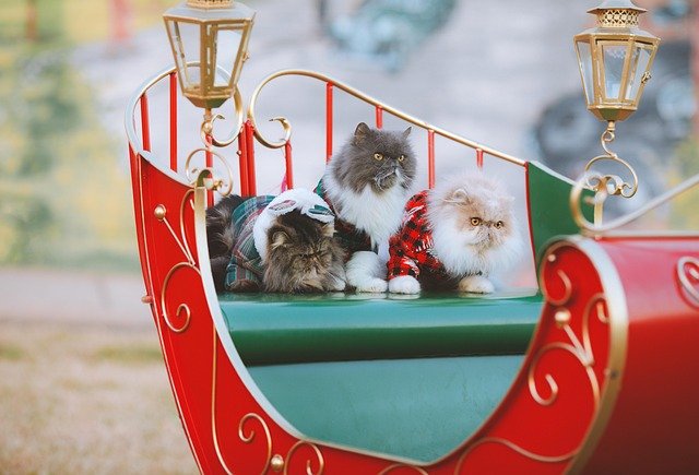 Winter Holiday Blowout: Grab Unbelievable Deals on Gifts, Travel, and Festive Fun Today!